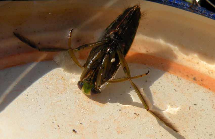 Notonecta sp